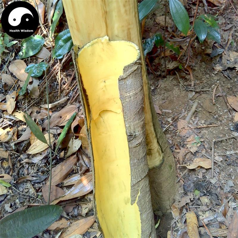 Jiu Bi Ying 救必應, Cortex Ilicis Rotundae, Ovateleaf Holly Bark, Bai Yin Shu Pi-Health Wisdom™