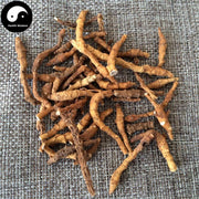 Jiu Jie Chang Pu 九節菖蒲, Altai Anemone Root, Irkutsk Anemone Rhizome, Rhizoma Anemones Altaicae-Health Wisdom™
