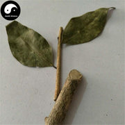 Jiu Li Xiang 九裏香, Common Jasminorange Leaf and Twig, Folium et Cacumen Murrayae-Health Wisdom™