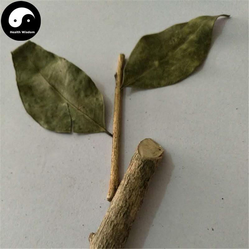 Jiu Li Xiang 九裏香, Common Jasminorange Leaf and Twig, Folium et Cacumen Murrayae-Health Wisdom™