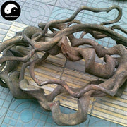 Jiu Long Teng 九龍藤, Bauhinia Championii, Guo Gang Long, Long Xu Teng-Health Wisdom™