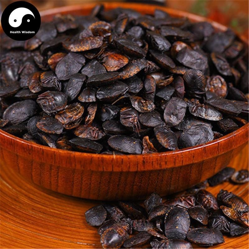 Jiu Xiang Chong 九香虫, Aspongopus, Stink-Bug-Health Wisdom™