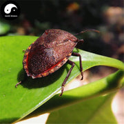 Jiu Xiang Chong 九香虫, Aspongopus, Stink-Bug-Health Wisdom™