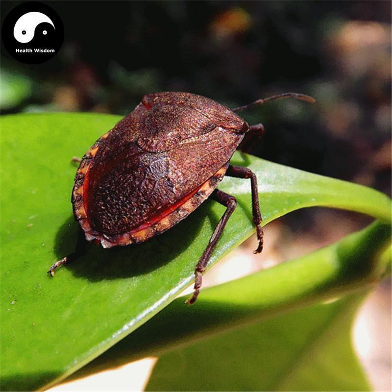 Jiu Xiang Chong 九香虫, Aspongopus, Stink-Bug-Health Wisdom™
