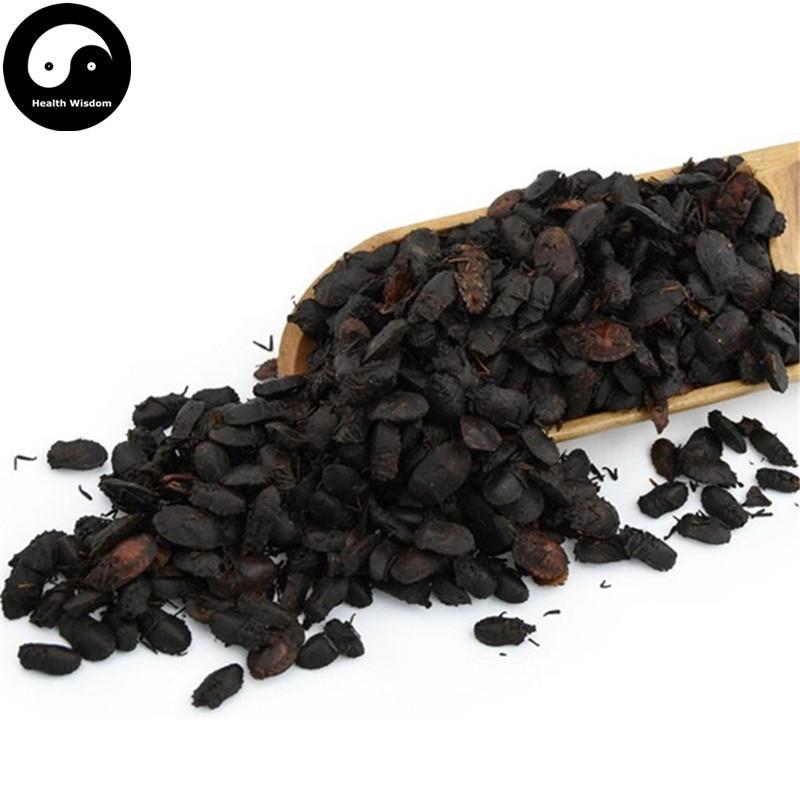 Jiu Xiang Chong 九香虫, Aspongopus, Stink-Bug-Health Wisdom™