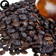Jiu Xiang Chong 九香虫, Aspongopus, Stink-Bug-Health Wisdom™