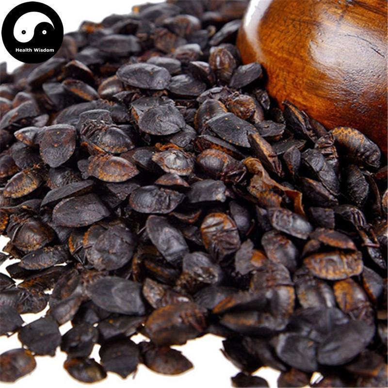 Jiu Xiang Chong 九香虫, Aspongopus, Stink-Bug-Health Wisdom™
