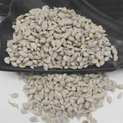 Ju He 橘核, Semen Citri Reticulatae, Tangerine Seed-Health Wisdom™