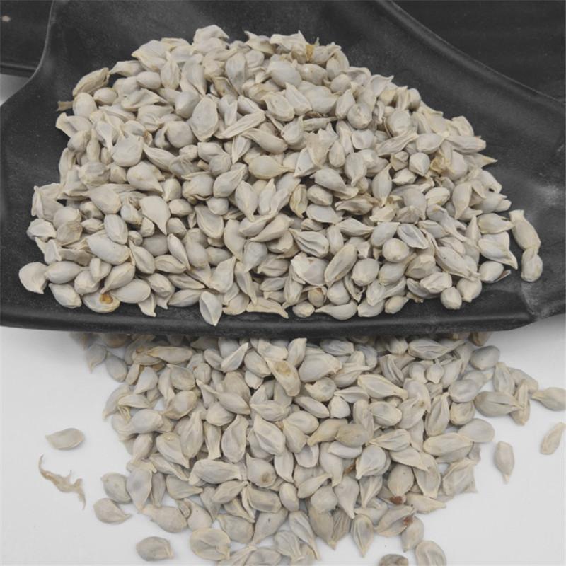Ju He 橘核, Semen Citri Reticulatae, Tangerine Seed-Health Wisdom™