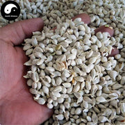 Ju He 橘核, Semen Citri Reticulatae, Tangerine Seed-Health Wisdom™