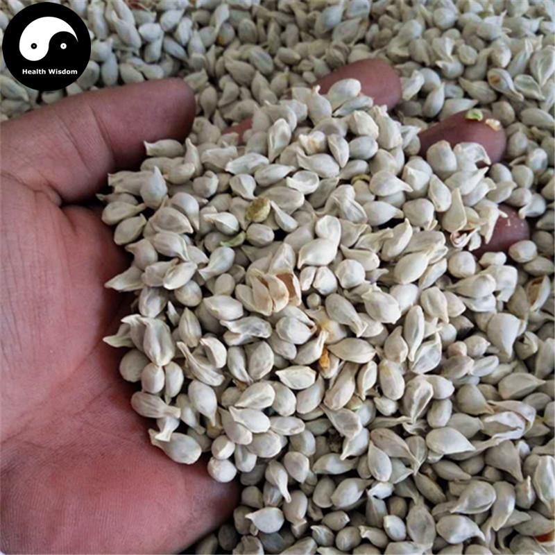 Ju He 橘核, Semen Citri Reticulatae, Tangerine Seed-Health Wisdom™