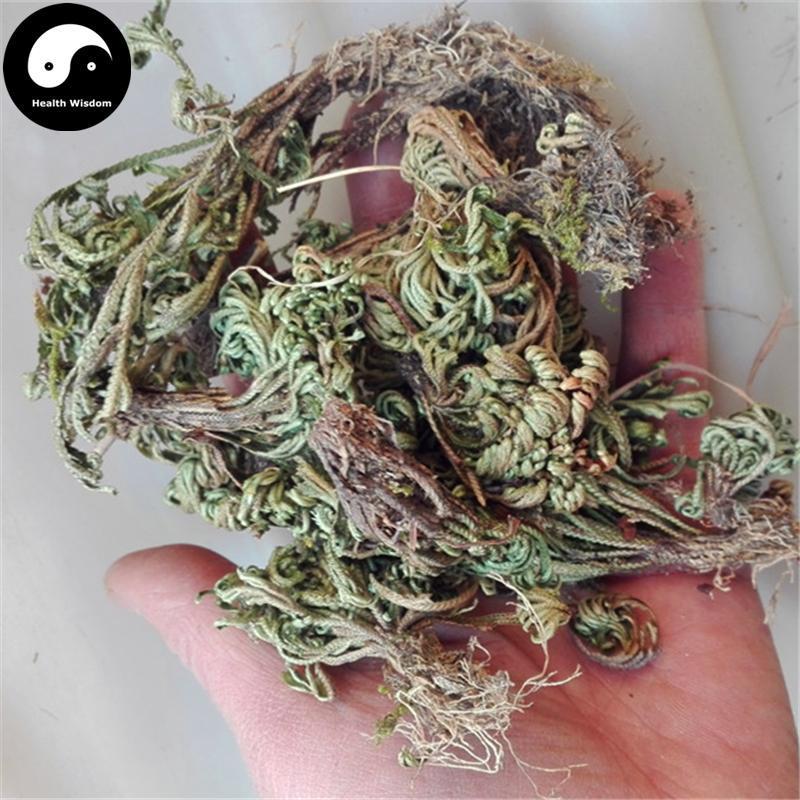 Juan Bai 卷柏, Tamariskoid Spikemoss Herb, Herba Selaginellae, Shi Bai-Health Wisdom™