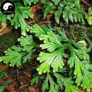 Juan Bai 卷柏, Tamariskoid Spikemoss Herb, Herba Selaginellae, Shi Bai-Health Wisdom™