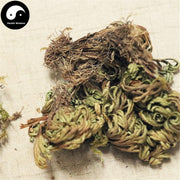 Juan Bai 卷柏, Tamariskoid Spikemoss Herb, Herba Selaginellae, Shi Bai-Health Wisdom™