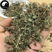 Jue Chuang Cao 爵床草, Creeping Rostellularia Herb, Herba Rostellulariae-Health Wisdom™