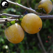 Jun Qian Zi 君迁子, Hei Zao, Diospyros, Ruan Zao, Ye Shi Zi-Health Wisdom™