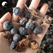 Jun Qian Zi 君迁子, Hei Zao, Diospyros, Ruan Zao, Ye Shi Zi-Health Wisdom™