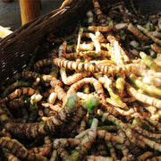 Kai Kou Jian 开口箭, Rhizoma Tupistra Chinensis, Wild Tupistra Root-Health Wisdom™