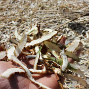 Kai Kou Jian 开口箭, Rhizoma Tupistra Chinensis, Wild Tupistra Root-Health Wisdom™