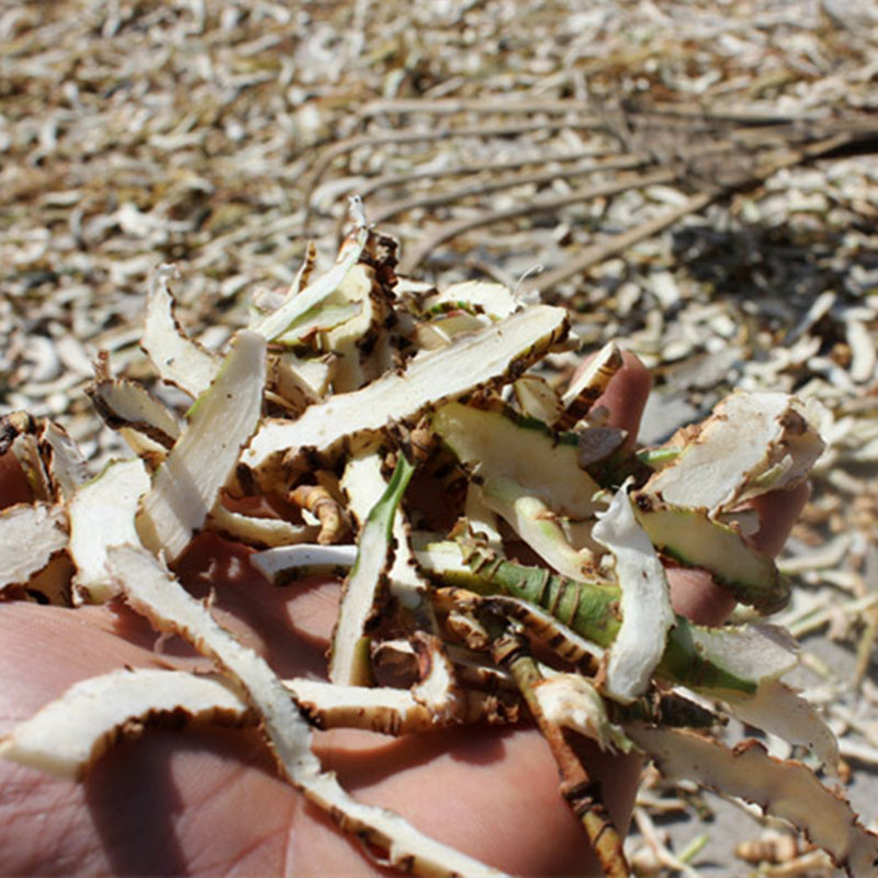 Kai Kou Jian 开口箭, Rhizoma Tupistra Chinensis, Wild Tupistra Root-Health Wisdom™