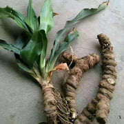 Kai Kou Jian 开口箭, Rhizoma Tupistra Chinensis, Wild Tupistra Root-Health Wisdom™