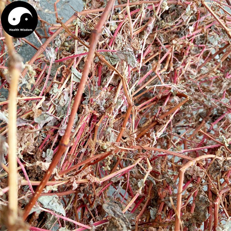 Kang Ban Gui Gen 扛板歸, Herba Polygoni Perfoliati, Perfoliate Herb-Health Wisdom™