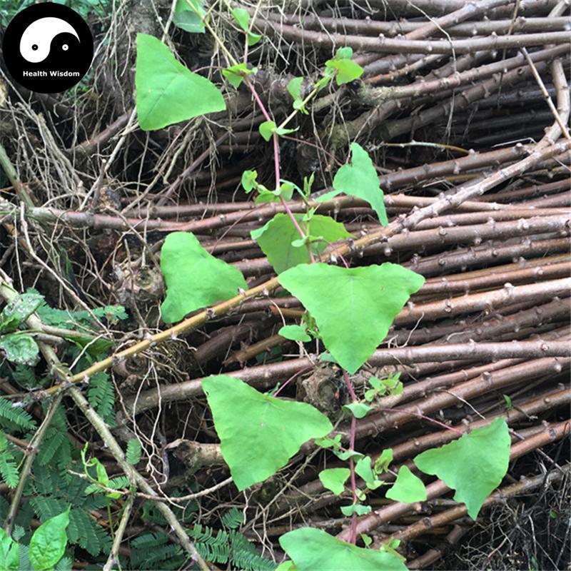 Kang Ban Gui Gen 扛板歸, Herba Polygoni Perfoliati, Perfoliate Herb-Health Wisdom™