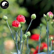 Kang Nai Xin 康乃馨, Carnation Flower, Flos Dianthus Caryophyllus-Health Wisdom™