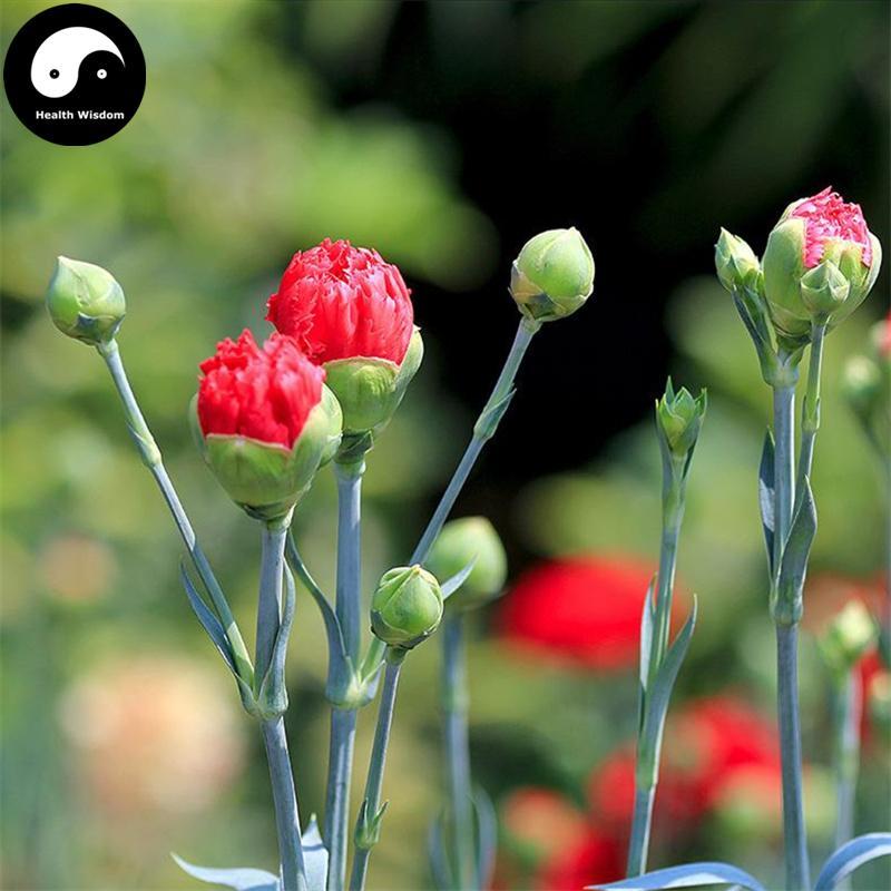 Kang Nai Xin 康乃馨, Carnation Flower, Flos Dianthus Caryophyllus-Health Wisdom™
