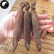 Korean Ginseng Roots, Red Ginseng Root, 6 Year Hong Shen 红参 Gao Li Shen 高丽参-Health Wisdom™