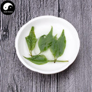 Ku Ding Cha 苦丁茶, Holly Leaf, Folium Llicis Latifoliae, Chinese Holly Leaf Tea-Health Wisdom™