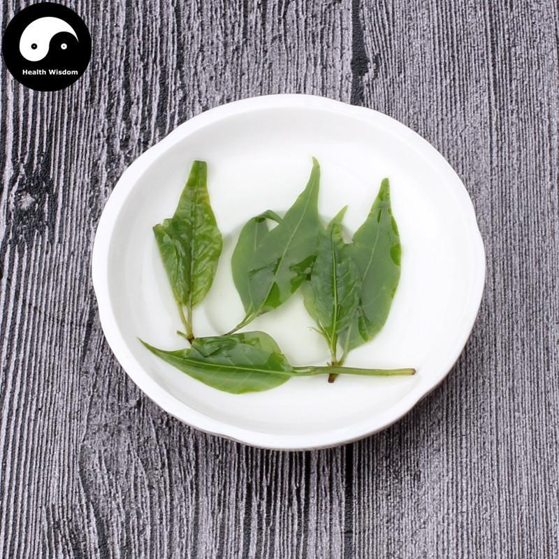 Ku Ding Cha 苦丁茶, Holly Leaf, Folium Llicis Latifoliae, Chinese Holly Leaf Tea-Health Wisdom™