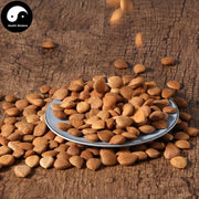 Ku Xing Ren 苦杏仁, Semen Armeniacae Amarae, Bitter Apricot Seed-Health Wisdom™