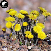 Kuan Dong Hua 款冬花, Flos Tussilago Farfarae, Common Coltsfoot Flower-Health Wisdom™