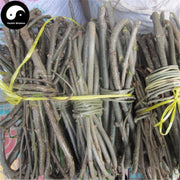 Kuan Jin Teng 寬筋藤, Tinospora Sinensis Merr, Si Fang Teng-Health Wisdom™