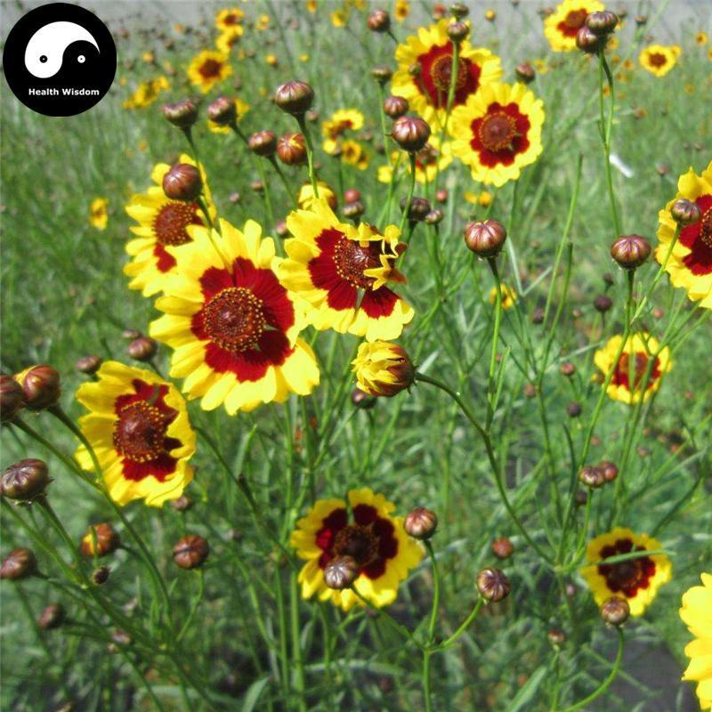 Kun Lun Xue Ju 雪菊, Flos Coreopsis Tinctoria, Snow Chrysanthemum Flower-Health Wisdom™