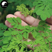 La Mu Ye 辣木叶, Leaf Moringa Oleifera, Moringa Leaves Tea-Health Wisdom™