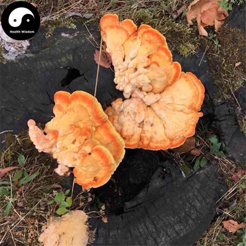 Laetiporus Sulphureus, Liu Huang Jun 硫磺菌-Health Wisdom™