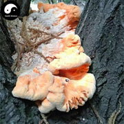 Laetiporus Sulphureus, Liu Huang Jun 硫磺菌-Health Wisdom™