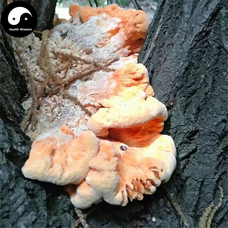 Laetiporus Sulphureus, Liu Huang Jun 硫磺菌-Health Wisdom™