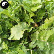 Lai Fu Ye 萊菔葉, Radish Leaf, Lai Fu Ying, Luo Bo Ye-Health Wisdom™