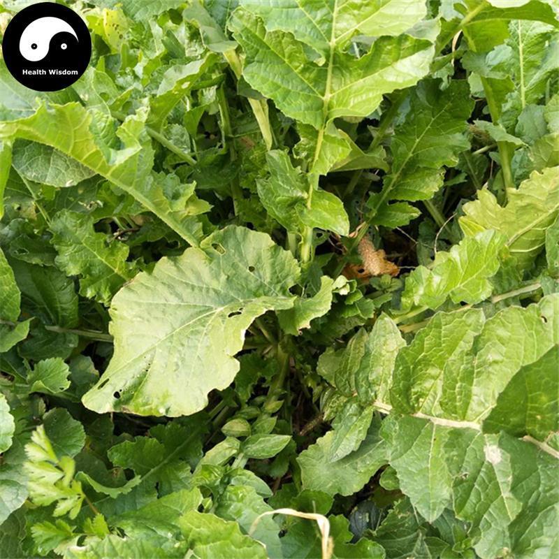 Lai Fu Ye 萊菔葉, Radish Leaf, Lai Fu Ying, Luo Bo Ye-Health Wisdom™