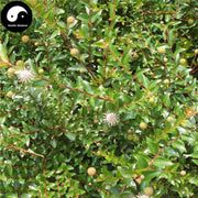 Lan Bu Zheng 蓝布正, Herba Geum Aleppicum Jacq, Shui Yang Mei-Health Wisdom™