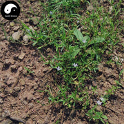 Lan Hua Shen 蓝花参, Herba Marginate Rockbell, Wahlenbergia Marginata, Xi Ye Sha Shen-Health Wisdom™