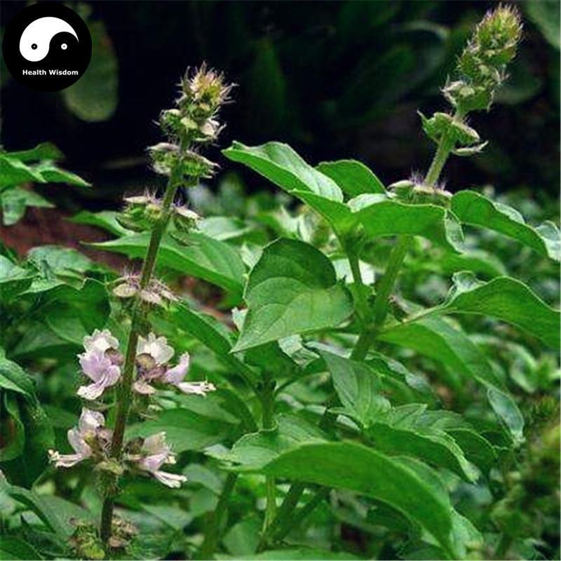 Lan Xiang Zi 兰香子, Basil Fruit, Fructus Ocimum Basilcum-Health Wisdom™