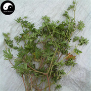 Lao Guan Cao 老鸛草, Geranium Wilfordii, Herba Geranii, Lao Guan Zui-Health Wisdom™