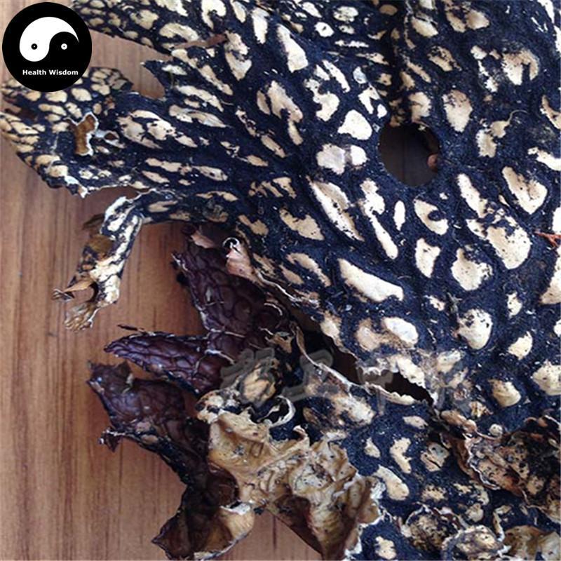 Lao Long Pi 老龙皮, Lobaria Kurokavae Yoshim, Shi Long Pi, Shi Long Yi-Health Wisdom™