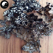 Lao Long Pi 老龙皮, Lobaria Kurokavae Yoshim, Shi Long Pi, Shi Long Yi-Health Wisdom™