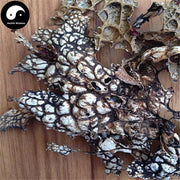 Lao Long Pi 老龙皮, Lobaria Kurokavae Yoshim, Shi Long Pi, Shi Long Yi-Health Wisdom™