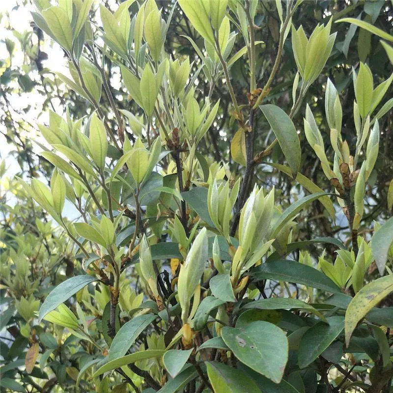 Lao Ying Cha 老鹰茶, Dried Litsea Coreana Leaves, Hotpot Tea, Chongqing Eagle Tree Leaf Tea-Health Wisdom™
